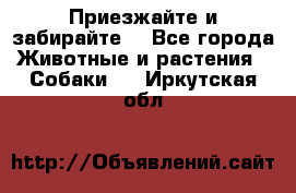 Приезжайте и забирайте. - Все города Животные и растения » Собаки   . Иркутская обл.